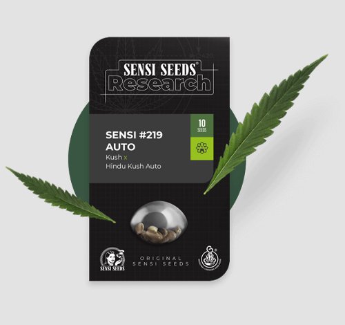 cannabis seed packaging boxes